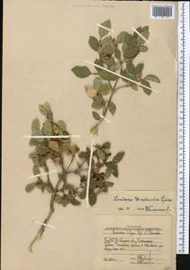 Lonicera tianshanica Pojark., Middle Asia, Western Tian Shan & Karatau (M3) (Uzbekistan)