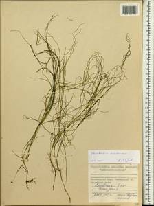 Stuckenia filiformis (Pers.) Börner, Siberia, Central Siberia (S3) (Russia)