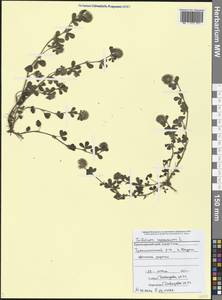 Trifolium lappaceum L., Caucasus, Black Sea Shore (from Novorossiysk to Adler) (K3) (Russia)