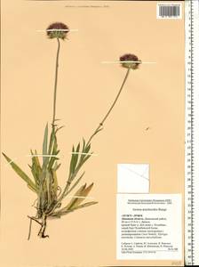 Jurinea arachnoidea Bunge, Eastern Europe, Central forest-and-steppe region (E6) (Russia)