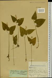 Maianthemum intermedium Vorosch., Siberia, Russian Far East (S6) (Russia)