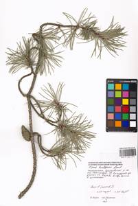 Pinus banksiana Lamb., Eastern Europe, Moscow region (E4a) (Russia)