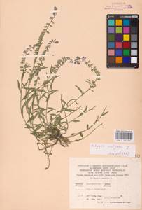 Polygala vulgaris L., Eastern Europe, West Ukrainian region (E13) (Ukraine)