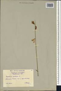 Spartium junceum L., Caucasus, Georgia (K4) (Georgia)