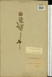 Carduus hamulosus Ehrh., Eastern Europe, Middle Volga region (E8) (Russia)