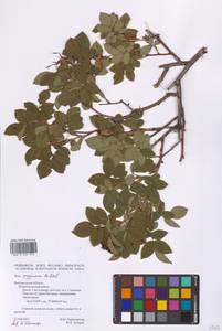 Rosa gallica L., Eastern Europe, Central forest-and-steppe region (E6) (Russia)