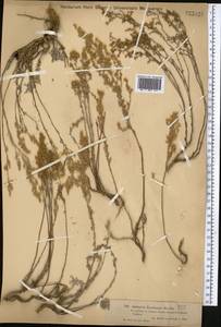 Artemisia lercheana Weber ex Stechm., Middle Asia, Muyunkumy, Balkhash & Betpak-Dala (M9) (Kazakhstan)