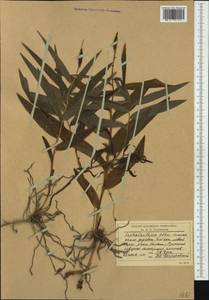 Cephalanthera damasonium (Mill.) Druce, Western Europe (EUR) (Romania)