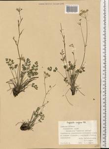 Pimpinella tragium Vill., Eastern Europe, South Ukrainian region (E12) (Ukraine)