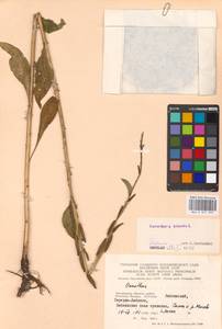 Oenothera biennis L., Eastern Europe, Moscow region (E4a) (Russia)