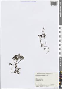 Geranium purpureum Vill., Crimea (KRYM) (Russia)