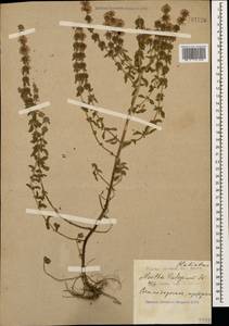Mentha pulegium L., Caucasus, Black Sea Shore (from Novorossiysk to Adler) (K3) (Russia)