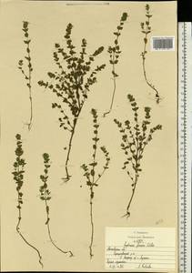 Euphrasia officinalis subsp. officinalis, Eastern Europe, Moscow region (E4a) (Russia)
