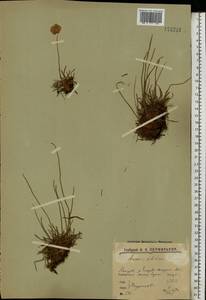 Armeria maritima subsp. sibirica (Turcz. ex Boiss.) Nyman, Eastern Europe, Northern region (E1) (Russia)