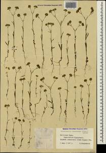 Valerianella lasiocarpa (Stev.) Betcke, Crimea (KRYM) (Russia)