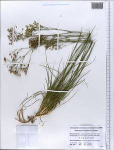 Eremogone saxatilis (L.) lkonn., Eastern Europe, Central region (E4) (Russia)