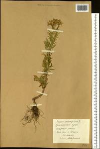 Jacobaea erucifolia subsp. erucifolia, Siberia, Central Siberia (S3) (Russia)