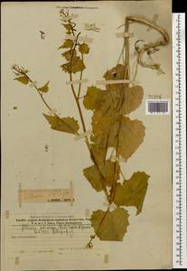 Alliaria petiolata (M.Bieb.) Cavara & Grande, Caucasus, Azerbaijan (K6) (Azerbaijan)