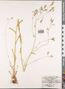 Campanula patula L., Eastern Europe, Central region (E4) (Russia)