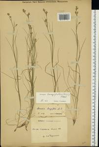 Eremogone longifolia (M. Bieb.) Fenzl, Eastern Europe, South Ukrainian region (E12) (Ukraine)