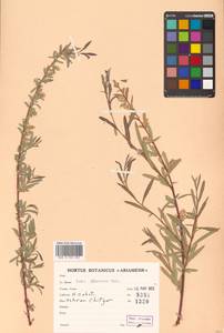 Salix elbrusensis Boiss., South Asia, South Asia (Asia outside ex-Soviet states and Mongolia) (ASIA) (Iran)