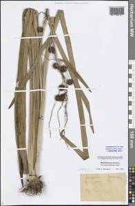 Sparganium erectum L., Eastern Europe, Central forest-and-steppe region (E6) (Russia)