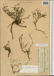 Thymus kotschyanus Boiss. & Hohen., Caucasus, Armenia (K5) (Armenia)