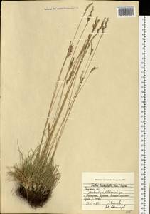 Festuca trachyphylla (Hack.) Hack., Eastern Europe, Central region (E4) (Russia)