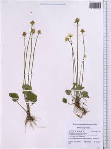 Parnassia palustris L., Middle Asia, Pamir & Pamiro-Alai (M2) (Kyrgyzstan)