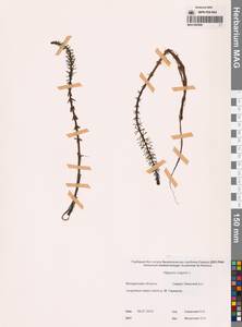 Hippuris vulgaris L., Siberia, Chukotka & Kamchatka (S7) (Russia)