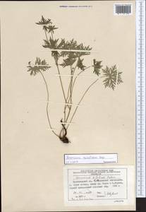 Geranium pseudosibiricum J. Mayer, Siberia, Altai & Sayany Mountains (S2) (Russia)