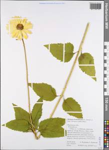 Heliopsis helianthoides (L.) Sw., Eastern Europe, Central forest region (E5) (Russia)