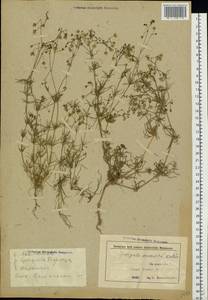 Spergula arvensis L., Eastern Europe, Belarus (E3a) (Belarus)