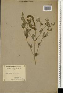 Mentha longifolia (L.) L., Caucasus, Armenia (K5) (Armenia)