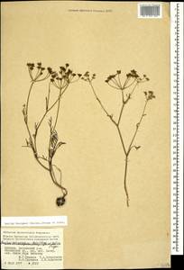 Bunium microcarpum (Boiss.) Freyn & Sint. ex Freyn, Caucasus, Armenia (K5) (Armenia)