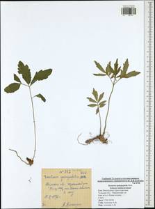 Cardamine quinquefolia (M. Bieb.) Schmalh., Eastern Europe, Central region (E4) (Russia)