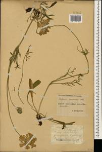 Lomelosia caucasica (M. Bieb.) Greuter & Burdet, Caucasus, Stavropol Krai, Karachay-Cherkessia & Kabardino-Balkaria (K1b) (Russia)