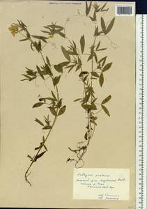 Lathyrus pratensis L., Siberia, Yakutia (S5) (Russia)