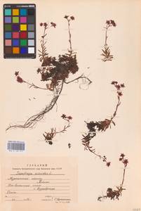 Saxifraga aizoides L., Eastern Europe, Northern region (E1) (Russia)