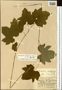 Dioscorea nipponica Makino, Siberia, Russian Far East (S6) (Russia)