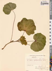Malva pusilla Sm., Siberia, Chukotka & Kamchatka (S7) (Russia)