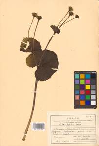 Caltha palustris var. barthei Hance, Siberia, Russian Far East (S6) (Russia)