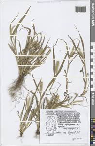 Setaria pumila (Poir.) Roem. & Schult., Eastern Europe, Volga-Kama region (E7) (Russia)