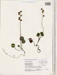 Pyrola chlorantha Sw., Eastern Europe, Central region (E4) (Russia)