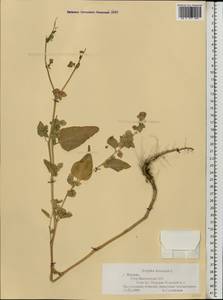 Atriplex hortensis L., Eastern Europe, Moscow region (E4a) (Russia)