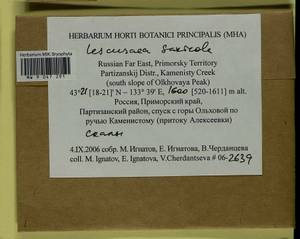 Lescuraea saxicola (Schimp.) Molendo, Bryophytes, Bryophytes - Russian Far East (excl. Chukotka & Kamchatka) (B20) (Russia)