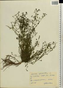 Cynanchica pyrenaica subsp. cynanchica (L.) P.Caputo & Del Guacchio, Eastern Europe, Central forest-and-steppe region (E6) (Russia)