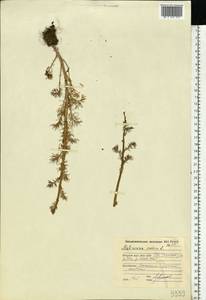 Tripleurospermum inodorum (L.) Sch.-Bip, Eastern Europe, Northern region (E1) (Russia)