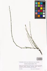 Equisetum variegatum Schleich., Eastern Europe, Moscow region (E4a) (Russia)