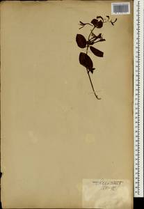 Lonicera, South Asia, South Asia (Asia outside ex-Soviet states and Mongolia) (ASIA) (Japan)